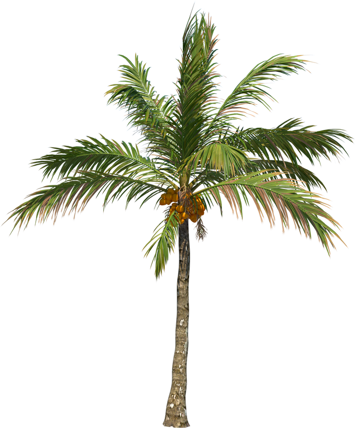 Coconut tree palm